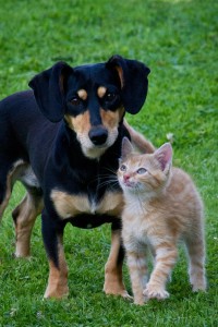 Dog or cat?