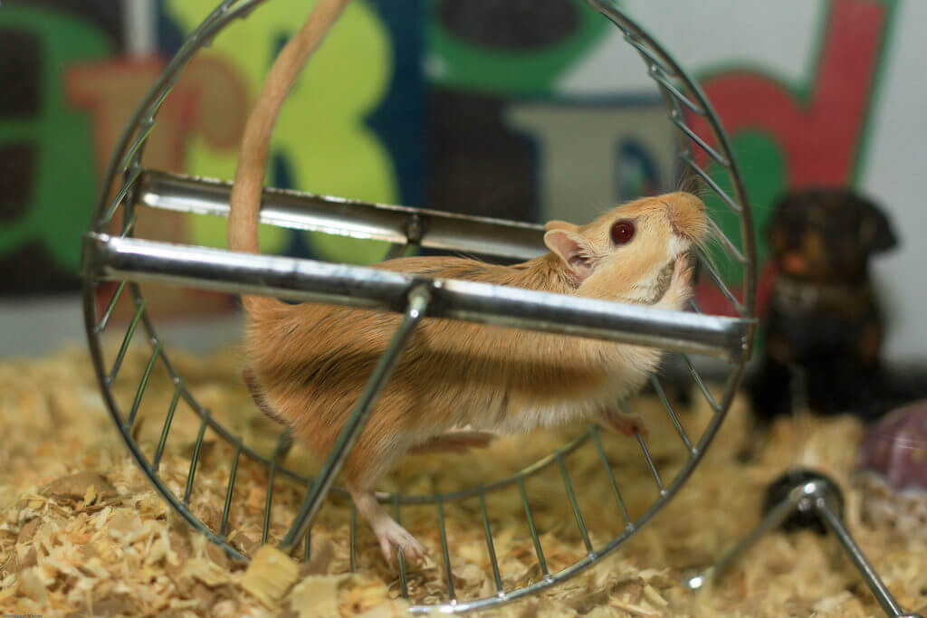 gerbil on exercise wheel