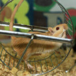 gerbil on exercise wheel