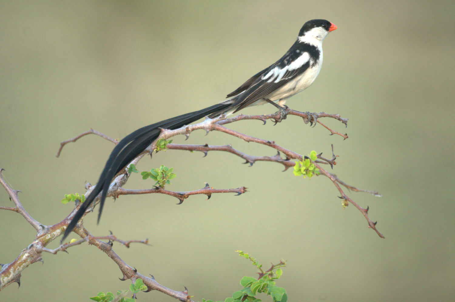 long tail