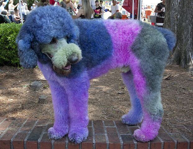 call attention colorful poodle