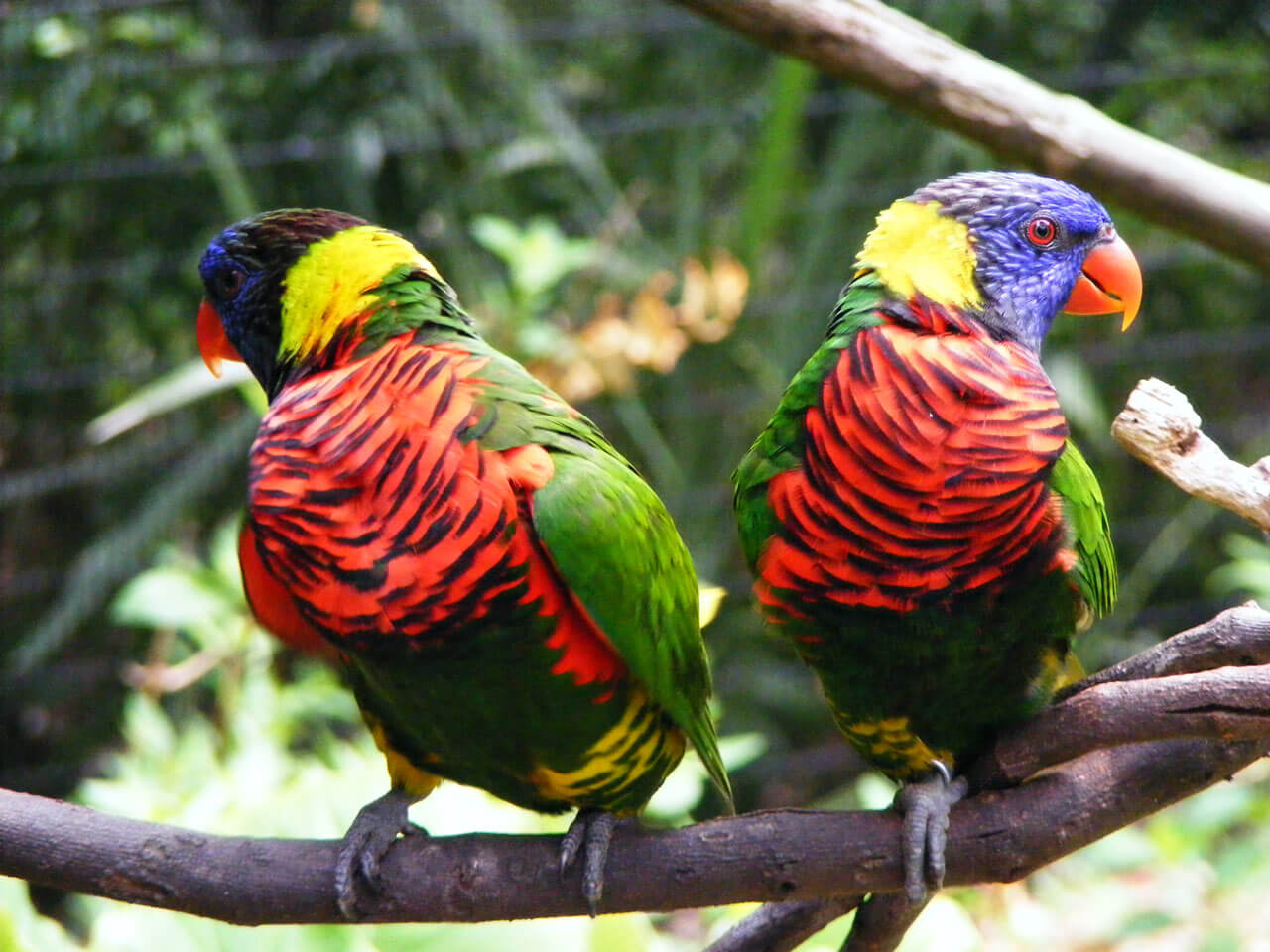 canned content is for the birds - Online Amplify