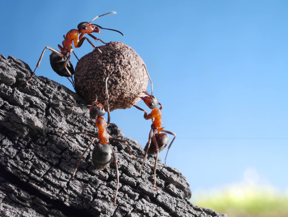Team of ants working together