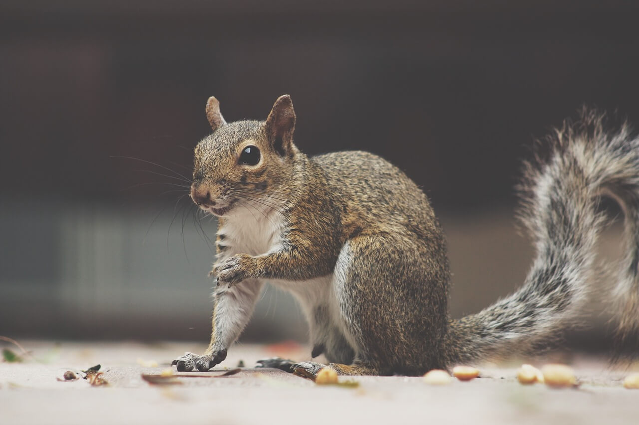 squirrel