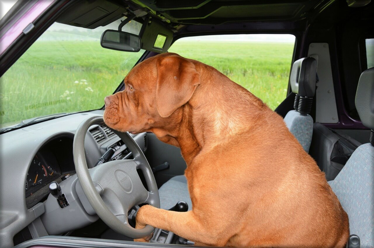 dog driving