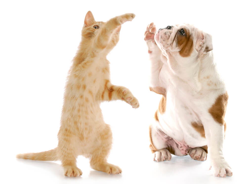 Email subject line testing Online Amplify Cat-Dog