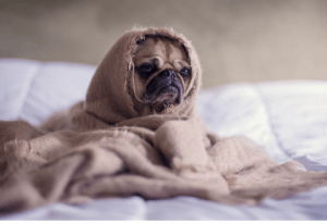 Monday After Thanksgiving Online Amplify