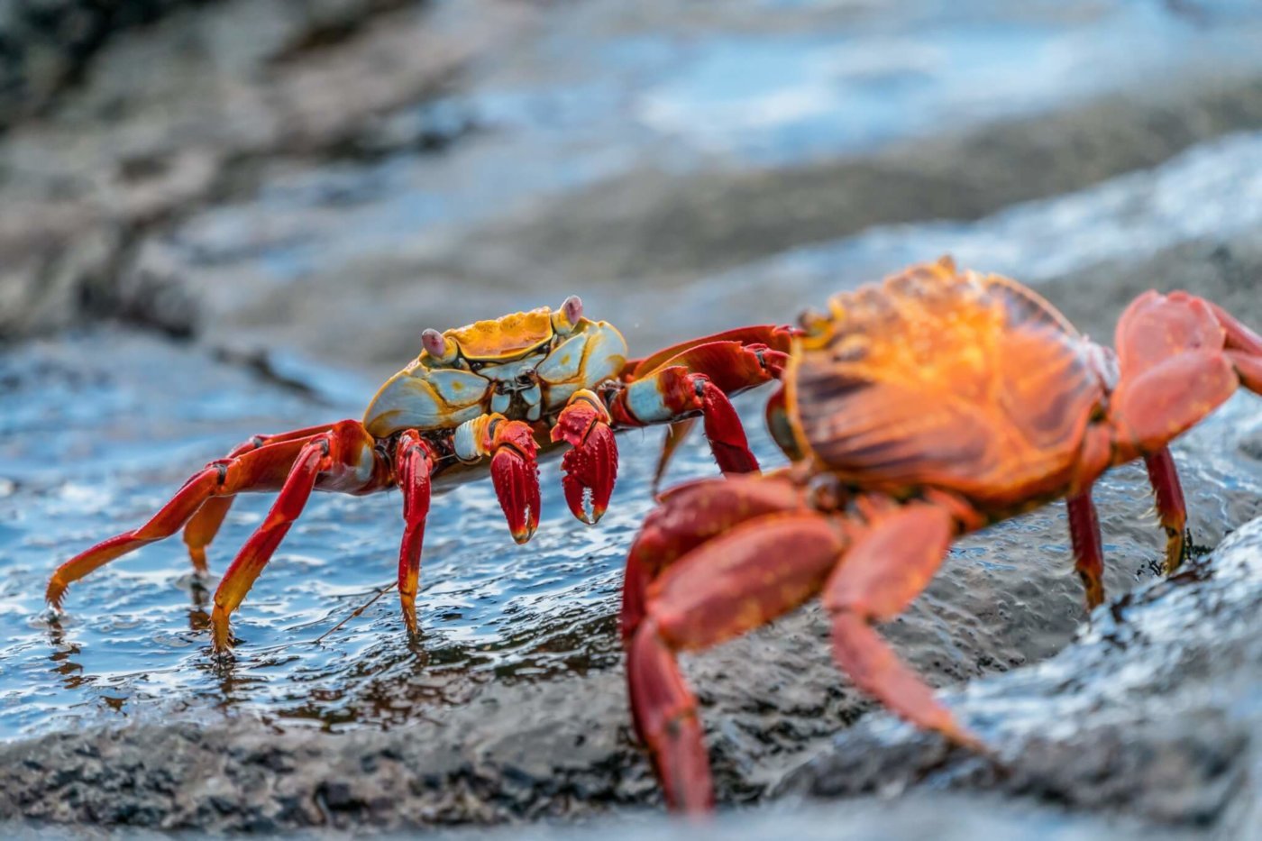 Crawling Your Website - Online Amplify