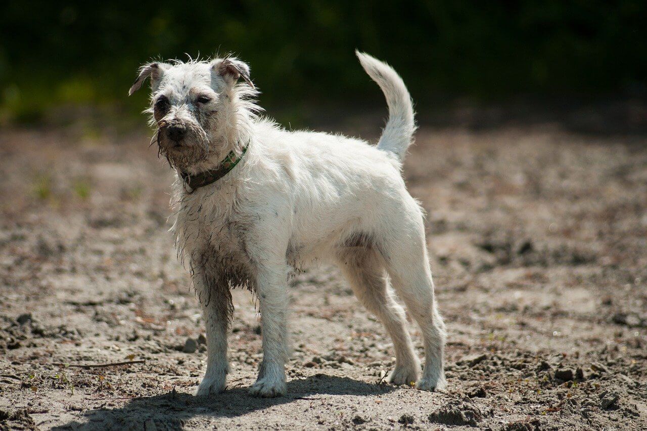 Dog needs grooming