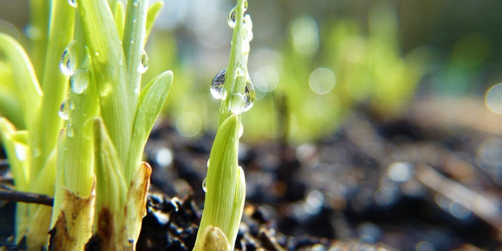 spring sprouts powerful evidence - like a portfolio