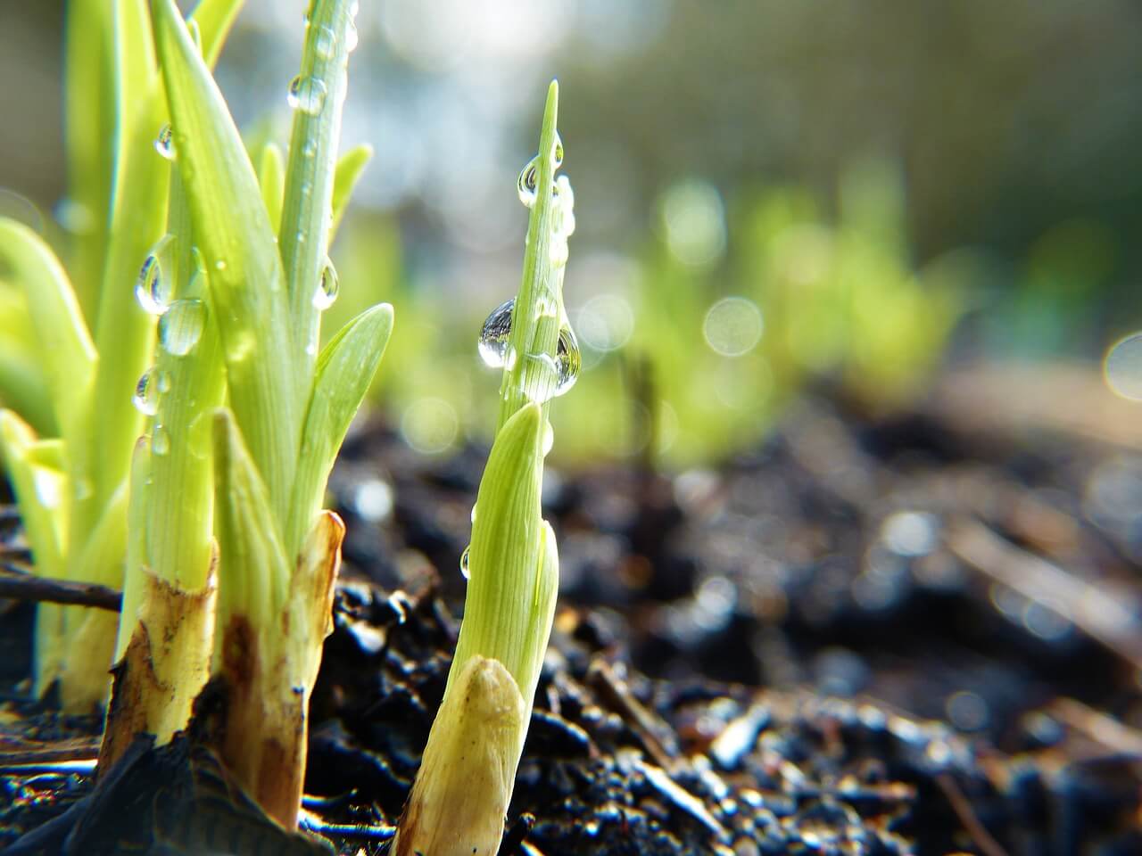 spring sprouts powerful evidence - like a portfolio