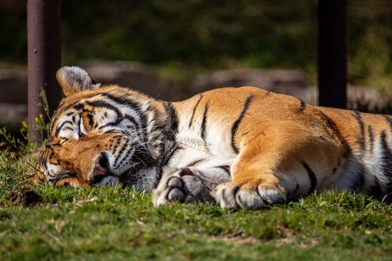 Rouse hibernating email subscribers - Online Amplify